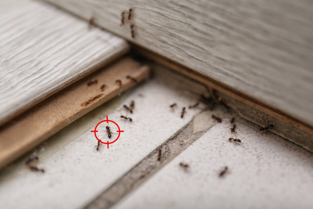 Best Ant Control Services  in Lake Lorraine, FL