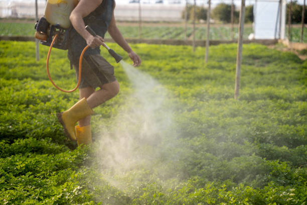 Professional Pest Control in Lake Lorraine, FL