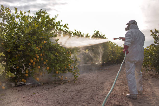 Best Bed Bug Extermination  in Lake Lorraine, FL